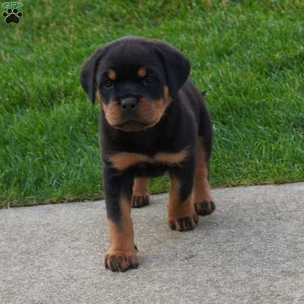 Drake, Rottweiler Puppy